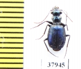 Pericalus cicindeloides  Malaysia - INSECTS-STORE.RU