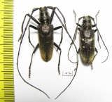 Monochamus urussovi, pair  Russia, Tver reg. - INSECTS-STORE.RU