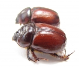 Neodon pecuarius, pair  Australia - INSECTS-STORE.RU