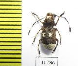 Platystomus albinus  Russia, Tver reg. - INSECTS-STORE.RU