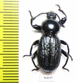 Pycnocerus revoili ssp.  Zambia - INSECTS-STORE.RU