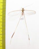 Nemopteridae sp.3  South Africa Rep. - INSECTS-STORE.RU