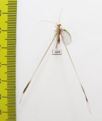 Nemopteridae sp.3  South Africa Rep. - INSECTS-STORE.RU