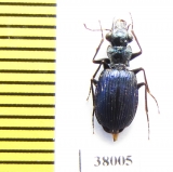 Pericalus cicindeloides  Malaysia - INSECTS-STORE.RU