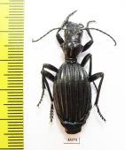 Anthia decemguttata?  South Africa Rep. - INSECTS-STORE.RU