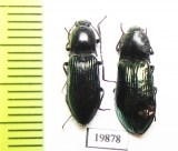 Elateridae sp.  Russia, Khakassia reg. - INSECTS-STORE.RU