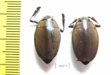 Enhydrus sulcatus, pair  Brasilia - INSECTS-STORE.RU