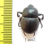 Hyboschema contractum, male  South Africa Rep. - INSECTS-STORE.RU