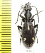 Cypholoba perspicillaris pluricostata  Tanzania - INSECTS-STORE.RU