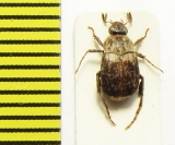 Melolonthinae sp.  Peru - INSECTS-STORE.RU