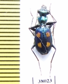 Pericalus longicollis  Malaysia, Borneo - INSECTS-STORE.RU