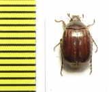 Melolonthinae sp.  Peru - INSECTS-STORE.RU