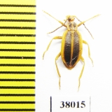 Ischaliidae, Ischalia sp.  China, Yunnan prov. - INSECTS-STORE.RU