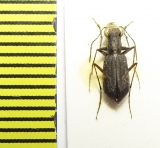 Cicindelinae sp.  Peru - INSECTS-STORE.RU