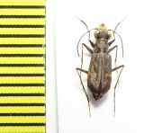 Cicindelinae sp.  Peru - INSECTS-STORE.RU