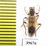 Cleridae sp.  South Africa Rep. - INSECTS-STORE.RU