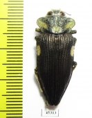 Polybothris grandidieri  Madagascar - INSECTS-STORE.RU