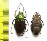 Mycteristes tibetanus, pair  Myanmar - INSECTS-STORE.RU