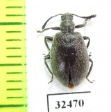 Tenebrionidae sp.  South Africa Rep. - INSECTS-STORE.RU