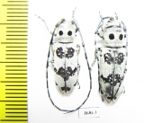 Rhaphidopsis melaleuca, pair  Zambia - INSECTS-STORE.RU