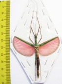 Phasmatodea sp.  Malaysia  - INSECTS-STORE.RU