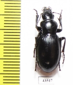 Pseudotaphoxenus sp.  Tajikistan - INSECTS-STORE.RU