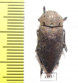 Capnodis tenebricosa bucharica  Tajikistan - INSECTS-STORE.RU