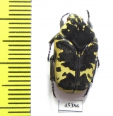 Gymnetis flavomarginata sallei  Mexico - INSECTS-STORE.RU