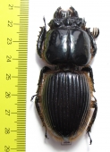 Passalidae, Proculus goryi  Guatemala 73mm - INSECTS-STORE.RU