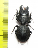 Crepidopterus decorsei  Madagascar - INSECTS-STORE.RU