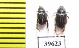 Hopliini sp., pair  South Africa Rep. - INSECTS-STORE.RU