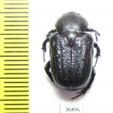 Cremastocheilini, Anatonochilus sp.  Zambia - INSECTS-STORE.RU