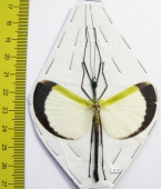 Tagesoidea nigrofasciata, male  Malaysia  - INSECTS-STORE.RU