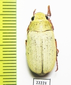 Melolonthinae sp., male  China, Yunnan prov. - INSECTS-STORE.RU