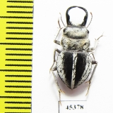 Calognathus chevrolati  South Africa Rep. - INSECTS-STORE.RU