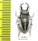 Calognathus chevrolati  South Africa Rep. - INSECTS-STORE.RU