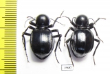 Tenebrionidae sp., pair  South Africa Rep. - INSECTS-STORE.RU