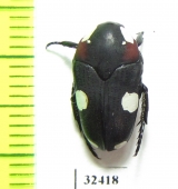 Amazula suavis  South Africa Rep. - INSECTS-STORE.RU