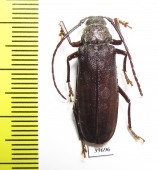 Prioninae sp.  South Africa Rep. - INSECTS-STORE.RU