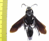 Hymenoptera sp.  Malaysia - INSECTS-STORE.RU