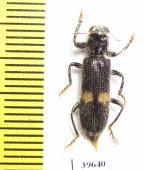 Cleridae sp.  South Africa Rep. - INSECTS-STORE.RU