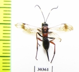 Ichneumonoidea sp.  Russia, Tver reg. - INSECTS-STORE.RU