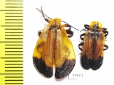 Lycidae sp., pair  South Africa Rep. - INSECTS-STORE.RU