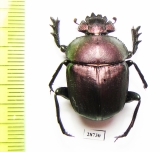 Kheper nigroaeneus?  South Africa Rep. - INSECTS-STORE.RU