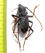 Prionocalus cacicus  Peru 35mm - INSECTS-STORE.RU