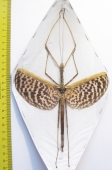 Diesbachia tamyris, female  Malaysia  115mm - INSECTS-STORE.RU