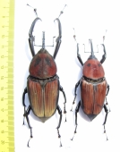 Macrochirus praetor, pair  Malaysia 82/88mm - INSECTS-STORE.RU