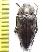 Capnodis miliaris metallica  Kazakhstan - INSECTS-STORE.RU