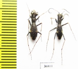 Dromica sp.  Zambia - INSECTS-STORE.RU