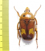 Anisorrhina sp., male  South Africa Rep. - INSECTS-STORE.RU